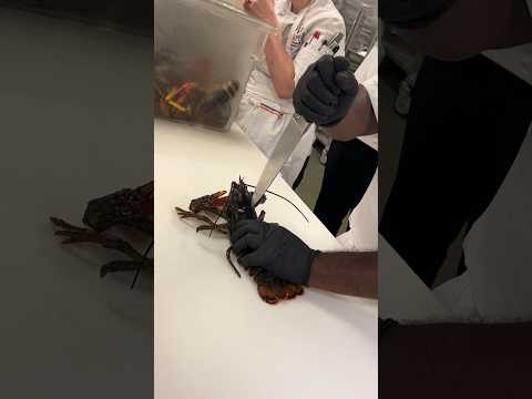 Lobster anyone ? #cheflife #lobster #youtubeshorts #shortvideo