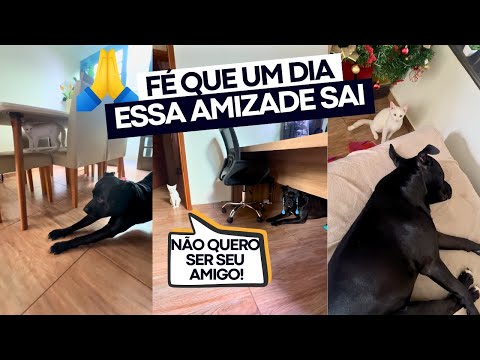 QUERIA UM IRMÃO, GANHEI UM INIMIGO 😭 gato X pitbull