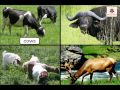 Characteristics of Living and Non-Living Things