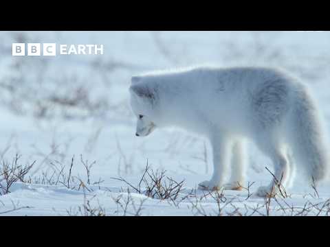 A Winter Wildlife Wonderland | BBC Earth