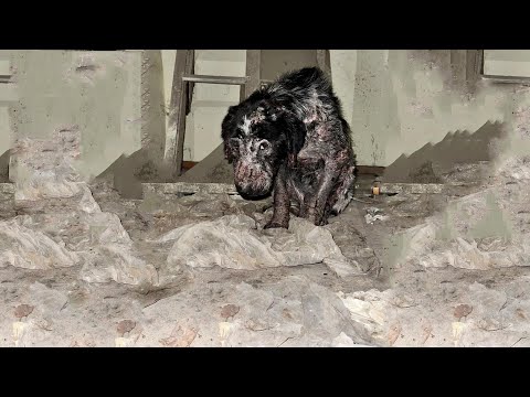 Try Not to Cry – The Loyal Dog Still Stays by the Ruined Home Where His Owner Abandoned Him