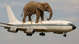 ¿Cómo transportan a los Elefantes en Avión? 🐘✈️❓
