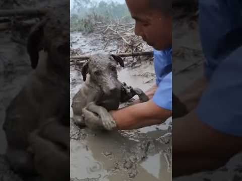 Kind man rushes to save a puppy trapped in the mud #dog #philippines #bagyo #typhoon #flood #pets
