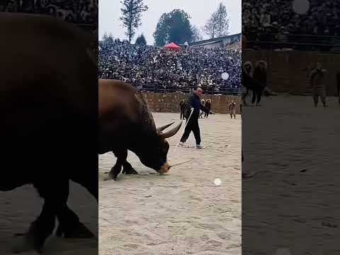 Entry of big Bull ๐๐ช #shorts #ytshorts #viralvideos #viralshorts #trendingshorts #bullwar #bullfight
