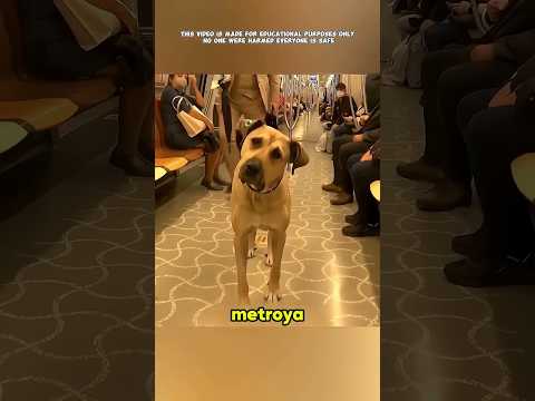 Sahibini unutmayan köpek 🐶🚇💔❤️#short