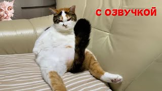 ⚡️СМЕШНЫЕ КОТИКИ С ОЗВУЧКОЙ - Смешные кошки, Подборка - Приколы с котами до слез!