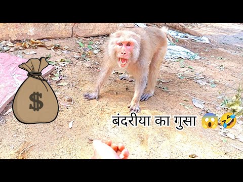 bandariya ko a Gaya gussa Budhi bandariya Mili dinon mein 🤣#monkeyvideo #animals #animalsvideo #yt