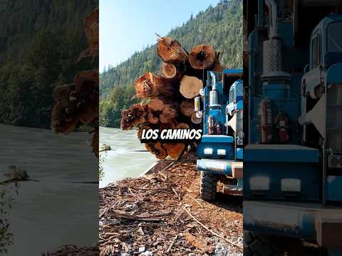El Ingenioso Método para Transportar Madera por Río #camiones #madera #selva #rio