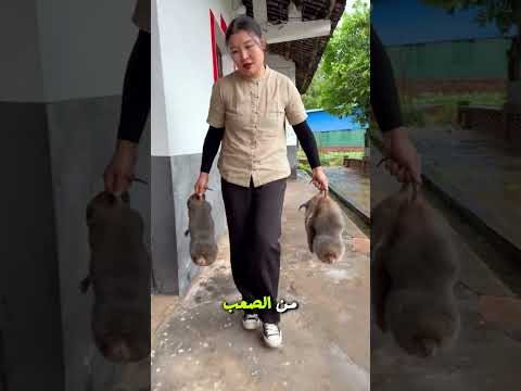 لماذا لحم جرذان البامبو باهض