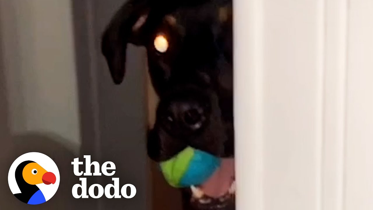 Rescue Dog Stalks His Dad Every Day Then Starts Bringing Him Gifts From Outside