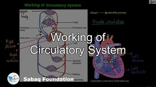 Working of the Blood Circulatory System