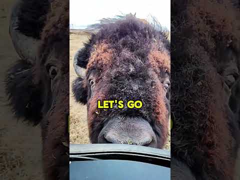 A Bison jumped up at us!!! 😱🦬 What should we do?? 👻 #bison #bisons #buffalo #buffalos #pet #pets #da