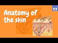 Skin Structure and Function Concepts