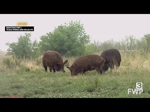 YouTube video thumbnail: Tons of Pork for Montana Food Banks Following Feral Swine Investigation in Phillips County