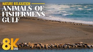 California Coast near Redwood National Park 8K – Pelicans & Harbor Seals with Pure Ocean Soundscape