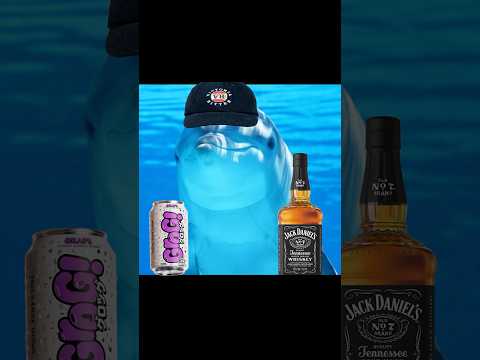Dolphins get DRUNK