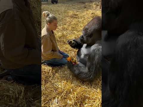 GREEDY GORILLA #shortvideos #13million #youtubeshorts #animals #viralvideos #shorts #youtube #fyp