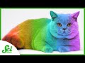 Understanding Cat Coat Colors and Genetics