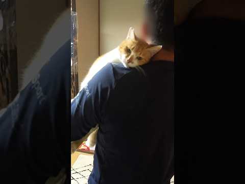 父さん死ぬほど会いたかった！ #元野良猫チャチャ #猫武将 #ネコ #ねこ #猫 #cat #ゆるめにたのむ