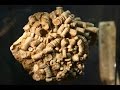 Crinoids and Their Fossils