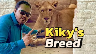 Kiky gave me surprise😍(mian saqib)