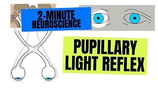 2-Minute Neuroscience: Pupillary Light Reflex