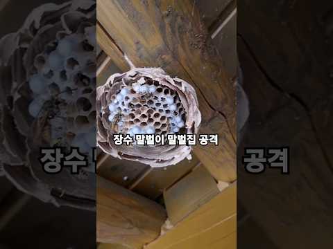 🐝 #장수말벌 이 처마밑 말벌집 공격해 5분만에 패망
