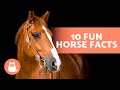 Horse Knowledge Assessment