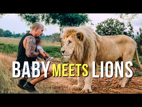 Baby Meets Lion