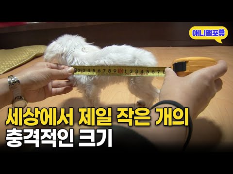 세상에서 제일 작은 강아지라니.. 얼마나 작나 봤더니 I KBS 생생정보 101110 방송