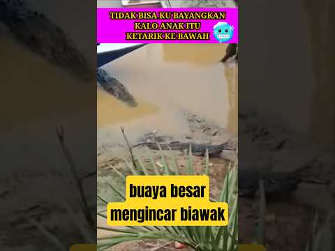 nasib biawak nya sempat kabur anak itu tidak keseret kebawah #buaya #shortsvideo