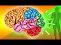 Nervous System Concepts and Functions