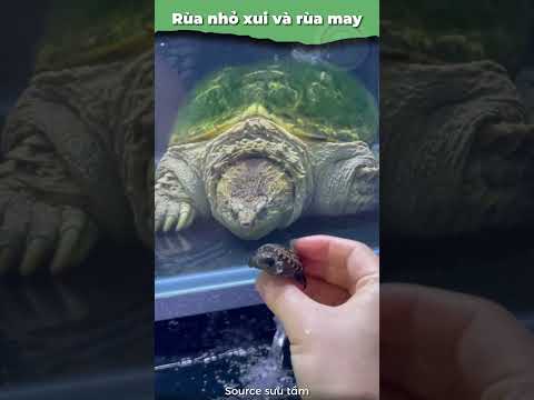 Số phận 2 con rùa tại sao khác nhau thế? #onhachoivoirua #nuoirua #ruacanh