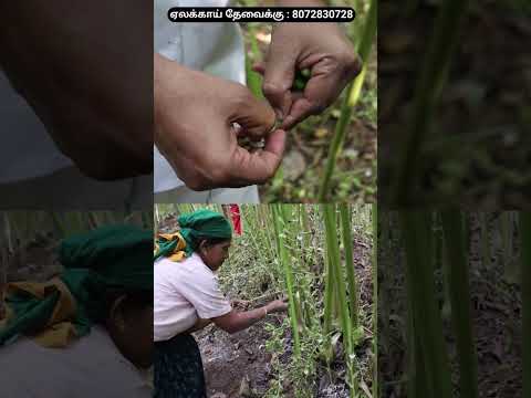 ஏலக்காய் எப்படி அறுவடை செய்கிறார்கள் தெரியுமா | cardamom harvesting #cardamom #cardamomharvesting