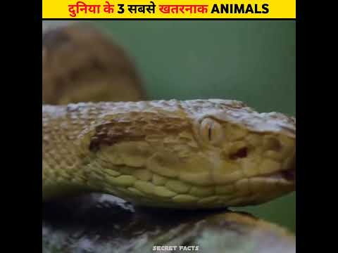 दुनिया के 3 सबसे खतरनाक जानवर |Secret Facts | #shorts #ytshorts #animals
