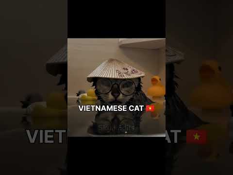 Cats Representing Their Nationalities Too Well😹