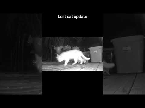 We have a lost kitty update…
