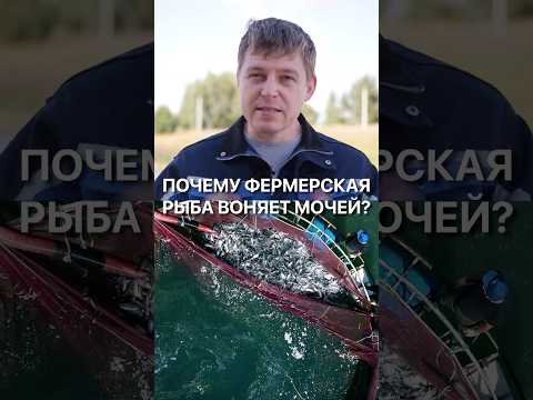 Почему фермерская рыба воняет мочей? Вот что вы должны знать... #рыбалка #узв #рыба #бизнес