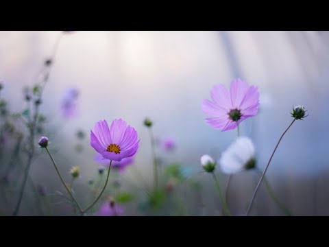 3 Hours of Relaxing Music - Piano Music for Stress Relief, Sleep Music, Meditation Music (Yasu)