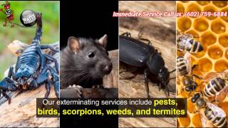 Get High Quality Pest Control Services in Arizona at Wattspest.com