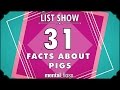 Pigs: Intelligence, History, and Culture