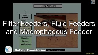 Filter Feeders, Fluid Feeders and Macrophagous Feeder