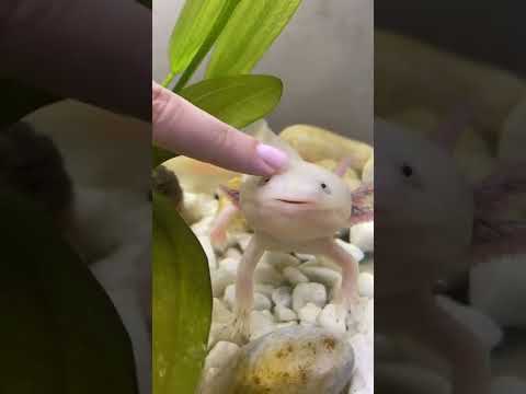 Есть ли зубы у аксолотля