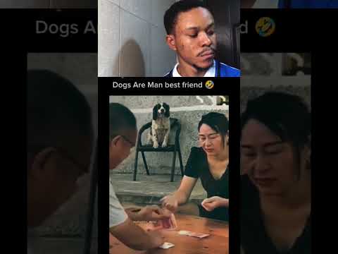 Dogs are man best friend🤣😂😂😂#trending #duet #youtubeshorts #dog