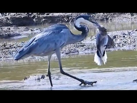 Heron Catches Dove & Drowns It