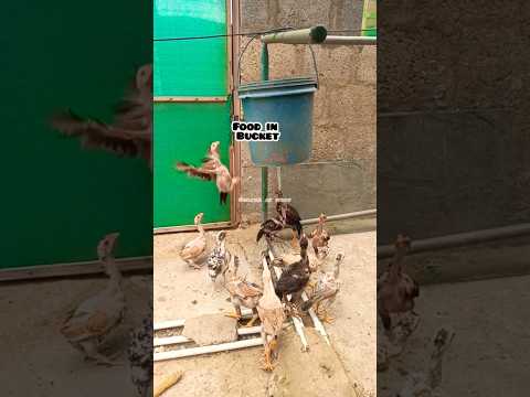 Flying For Food #aseel #chicks