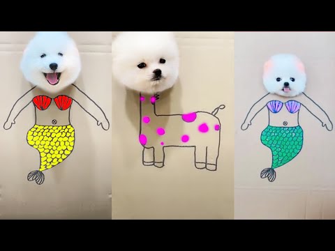 2024 Chó Phốc Sóc Mini 😍 Funny and Cute Pomeranian💖#22 直