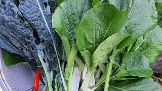 Banyak sayur di raised bed! Yuk panen! Mulai tanam stek kale.