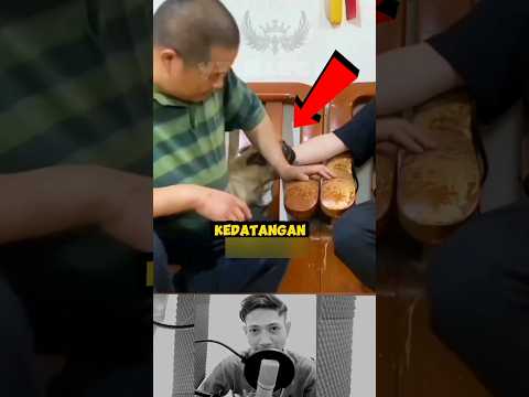 ketika tuannya kedatangan tamu #shortvideo #shortsfeed #reaction