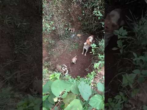 പെയ്യാതെ പിടിച്ചുനിന്ന മഴയ്ക്കും കുറച്ചു നല്ലവരായ മനുഷ്യർക്കും നന്ദി🙏🏼 #rescuedog #shorts